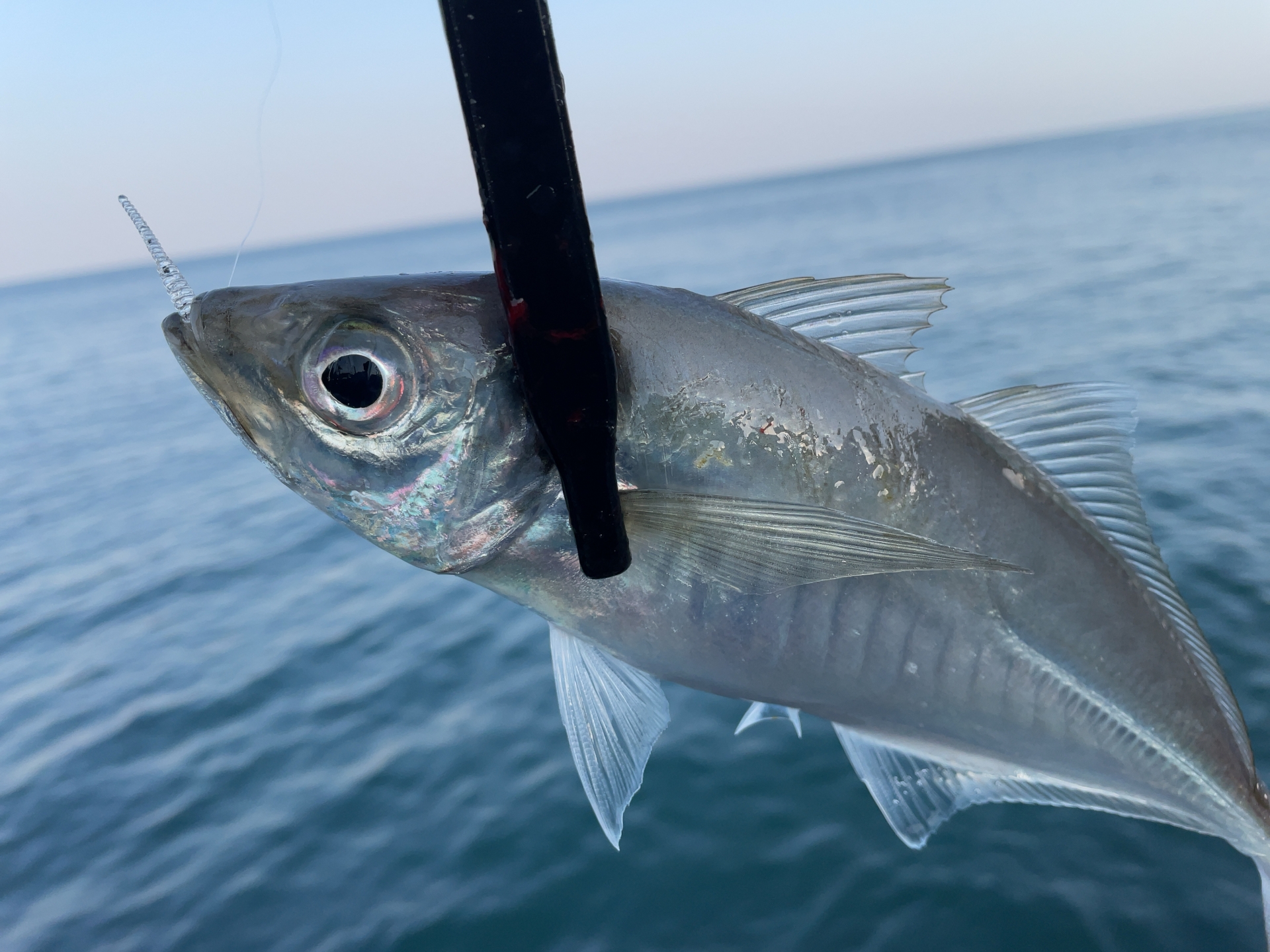 サビキ釣りアジの写真