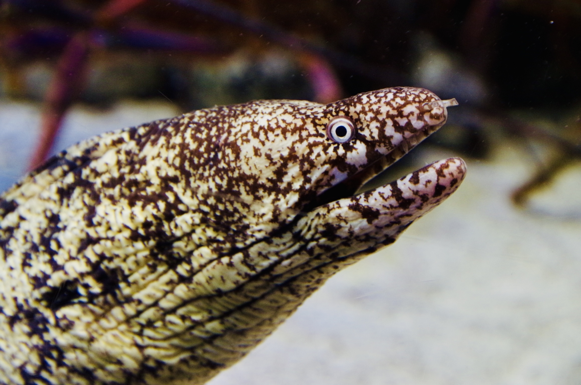 ウツボ釣り写真